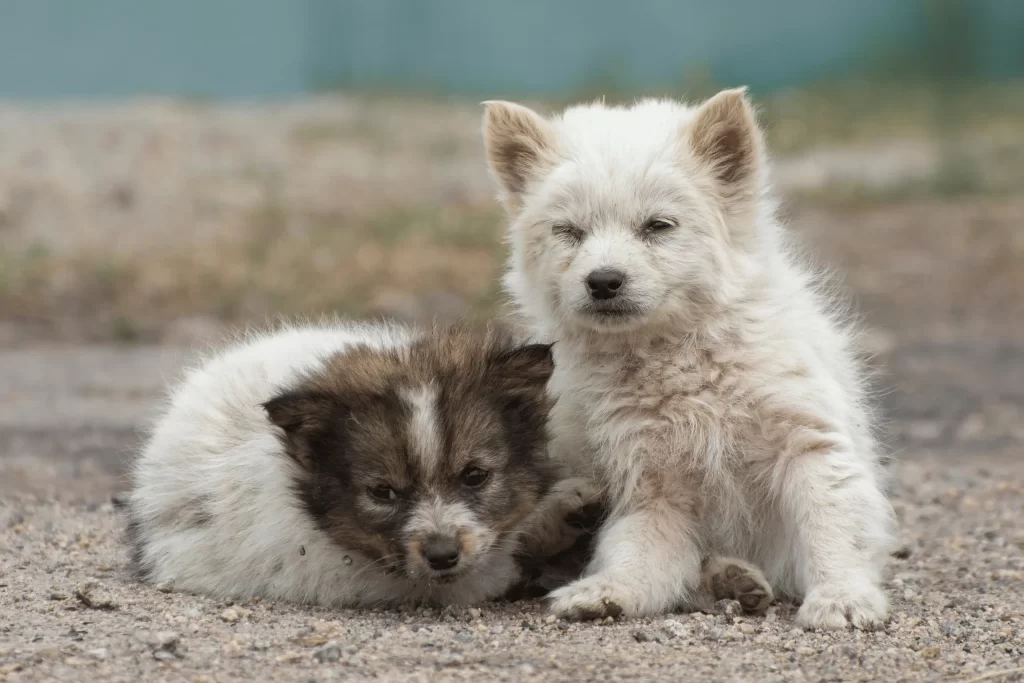 homeless animals on the street