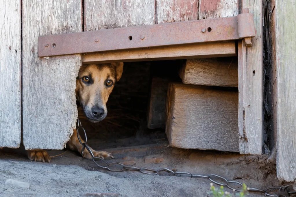 Your Pets getting Fear of sound